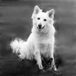 A happy dog is understood and treated as the domesticated wolf it is